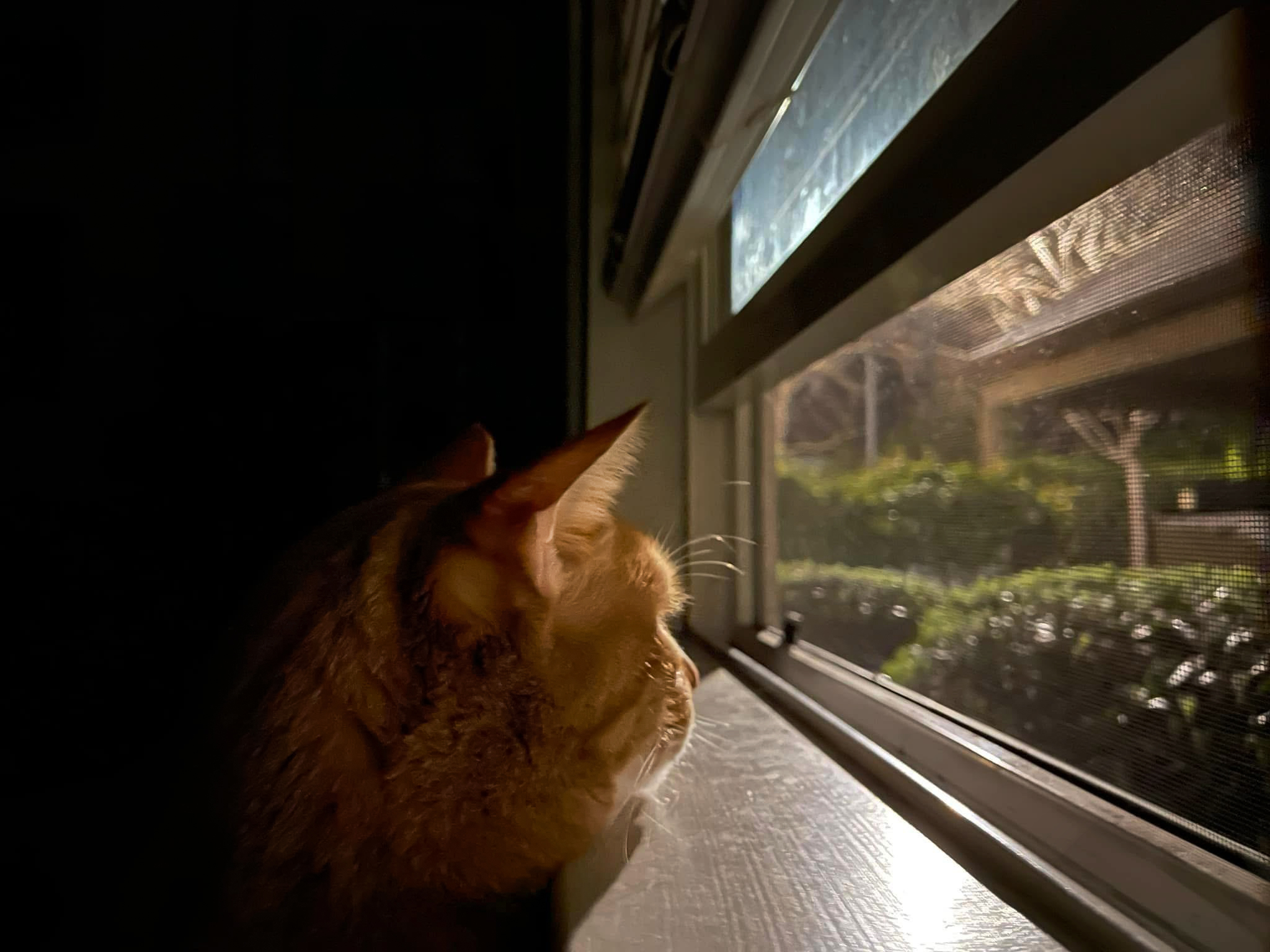 My cat Opie looking out the window