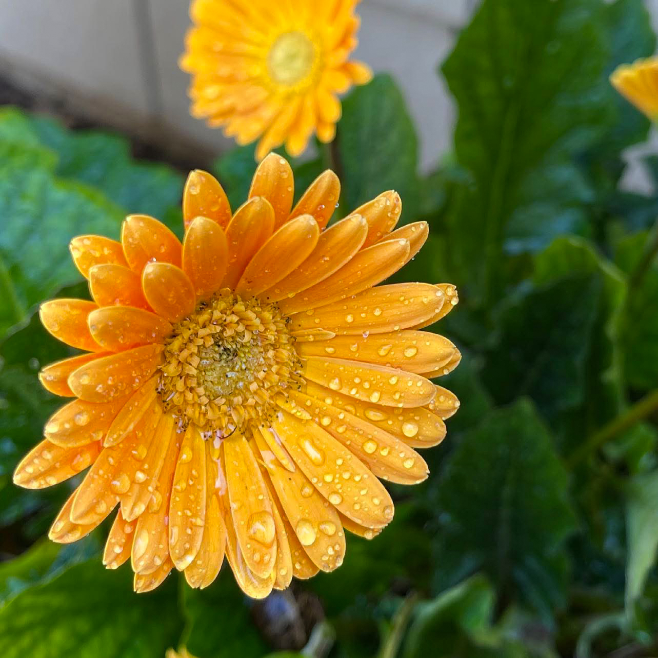 A flower at my mother's home