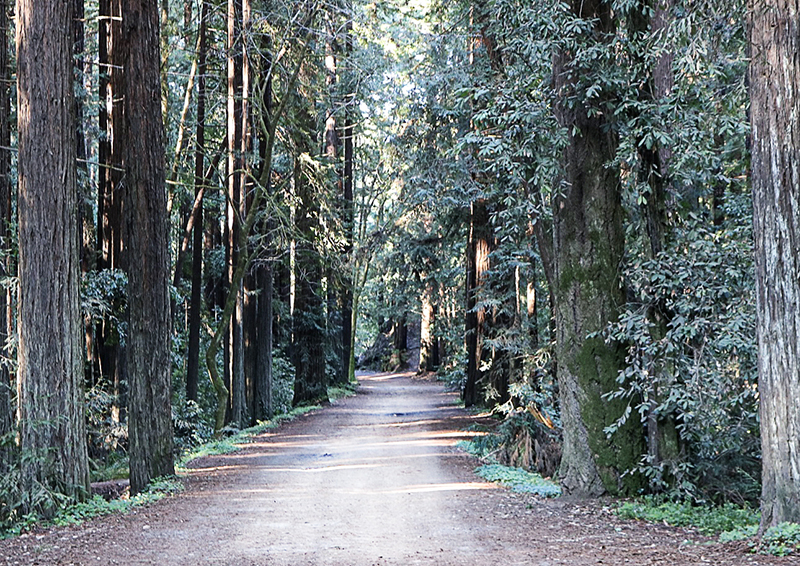 Forest at The Forest of Nisene Marks State Park in Aptos, Santa Cruz County, California