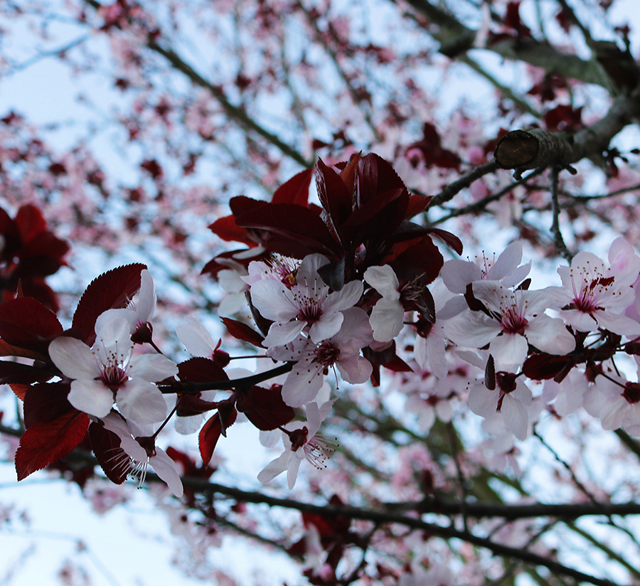 Tree blossoms in Watsonville, California, Santa Cruz County